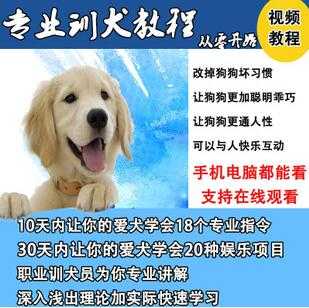 唐伟敏训犬教程-训狗教程，专业训狗视频教程-创业网 - 最新网络创业项目与实战营销教程平台 | cye.cc